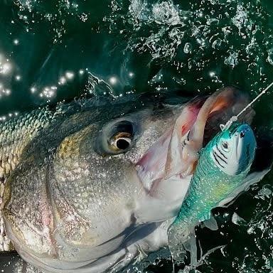 Shaddy Fish Shaddy Daddy 5.5 – Voltage Fishing | Striper Gear